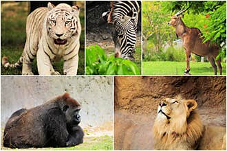 Wild Animals Collage