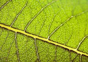 Leaf background