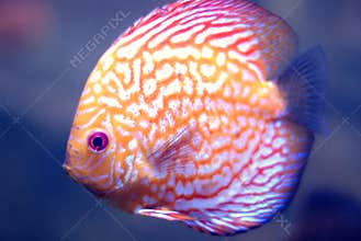 Beautiful aquarium fish with yellow-red  coloring