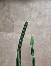 Simply Cactus plants