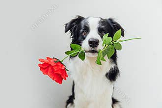 St. Valentine`s Day concept. Funny portrait cute puppy dog border collie holding red rose flower in mouth isolated on white