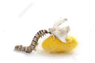 Butterfly silkworm cocoon silk worm three stages