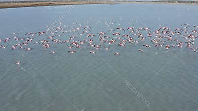 Aerial view of a flock of pink flamingos in the Salinas, Spain.