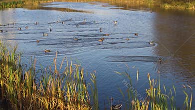 Ducks fly down to the lake, with reeds landing on the water. Sunny nature, beautiful, autumn