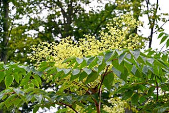 The flowering of aralia is high Manchu Aralia elata Miq. Seem