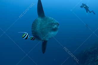 Sunfish