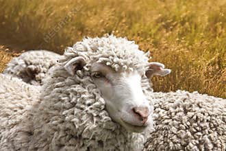 Sheep