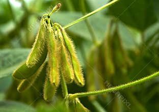 Healthy Young Green Soybeans