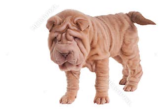 Shar-pei puppy standing