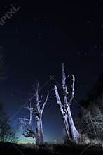 Star Trails(Husband and wife tree)