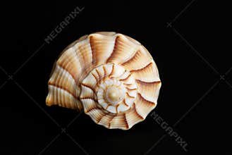 Seashell on black