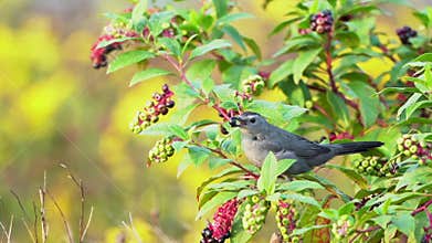 Catbird Eating Berries in a Bush
