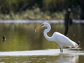 Great Egret with Fish 2