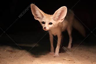Fennec fox