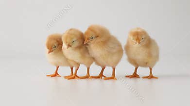 Newborn chicks on monochrome background. Gallus gallus domesticus