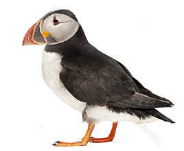 Atlantic Puffin or Common Puffin