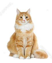 Lovely cat sits isolated on white