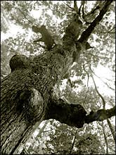 Old tree