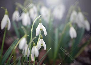 Galanthus Snowdrop Flowers Blooming in Early Spring, Light
