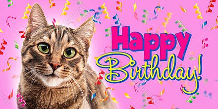 Cute cat and confit on pink. Happy Birthday. Text