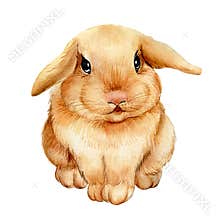Cute watercolor bunny, beautiful rabbit. Hand drawing illustration