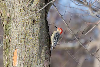 Male Red-bellied Woodpecker clinging to a tree.