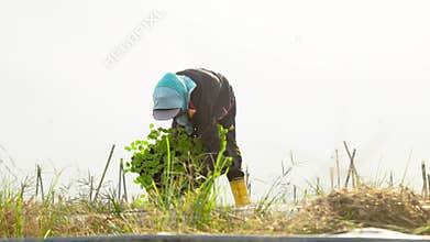 Woman planting trees in raised garden bed