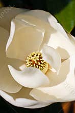 Center of White Magnolia Blossom