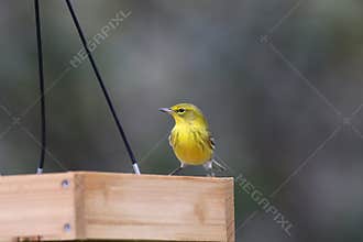 Backyard Birding in Florida