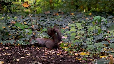 red squirrel in park curious watching searching food grey mammal close up