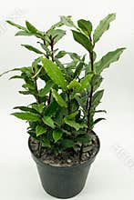 Close up view of the Laurel, Laurus nobilis, plant on a white background