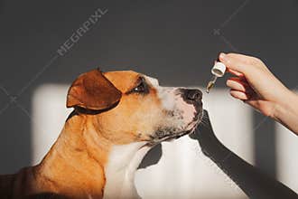 Dog taking essential oil from dropper.
