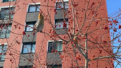 Pine grosbeak, Pinicola enucleator, female bird feeding on