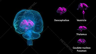 Human Brain and its parts