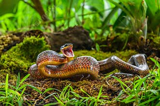 Puffing Snake - Phrynonax poecilonotus is a species of nonvenomous snake in the family Colubridae.