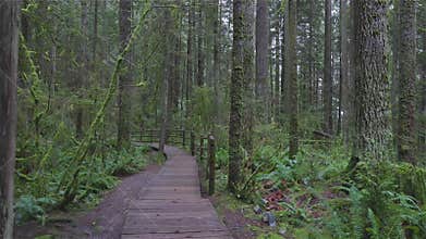 Beautiful Path in the Rainforest