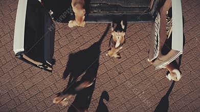 Cute beagle dogs jumping from van aerial top down. Summer nature cityscape. Clever happy pets run