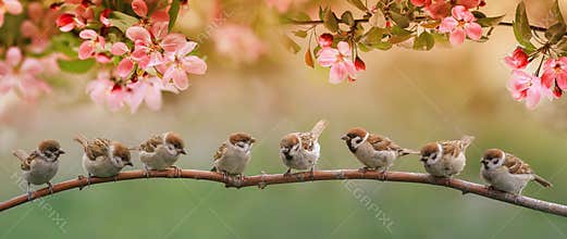 Funny birds and birds chicks sit on the branches of an apple tree with pink flowers in a sunny spring garden