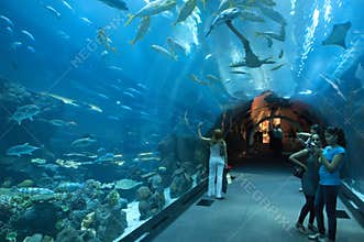Dubai Aquarium at Dubaimall