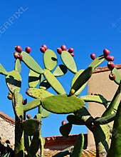 Opuntia with ripe fruits