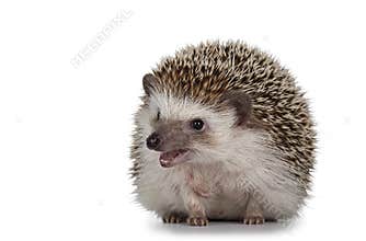 Four toed hedgehog on white background