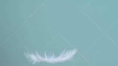 Slow falling of white feathers against a blue sky
