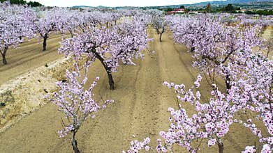 Aerial view of almond trees field in springtime
