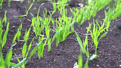 Field Of Young Wheat