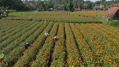 People Working On Yellow Flower Field In Bali, Indonesia. View From Drone On Local Farmers Picking Up Harvest On Marigold