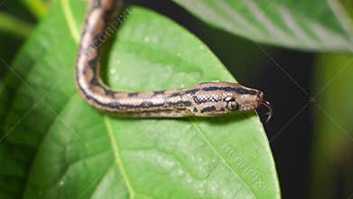The snake sticks out its tongue and sniffs