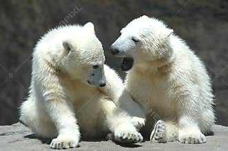 two young polar bears playing