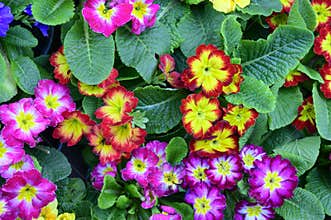 Primula colorful  spring flowers in a sunshine patterns