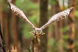 The Eurasian eagle-owl flying in the forest