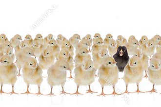 One unique chicken